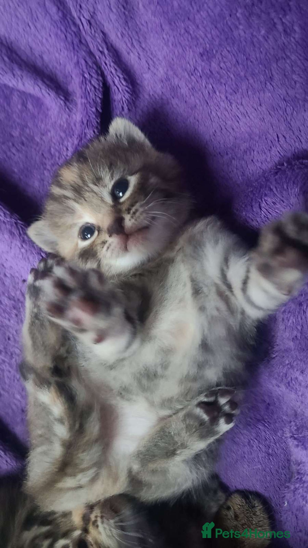 Bengal cats for sale: 2 bengal x tabby kittens - Advert 4