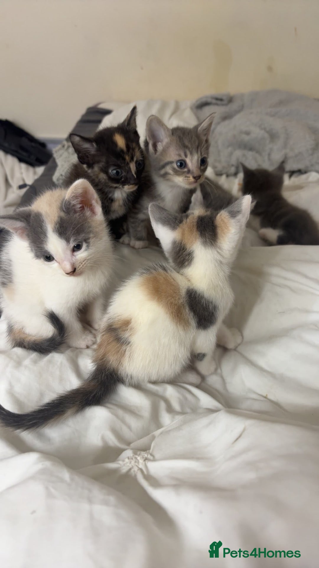 Mixed Breed cats for sale: Gorgeous grey, diluted calico kittens (rare) - Advert 4