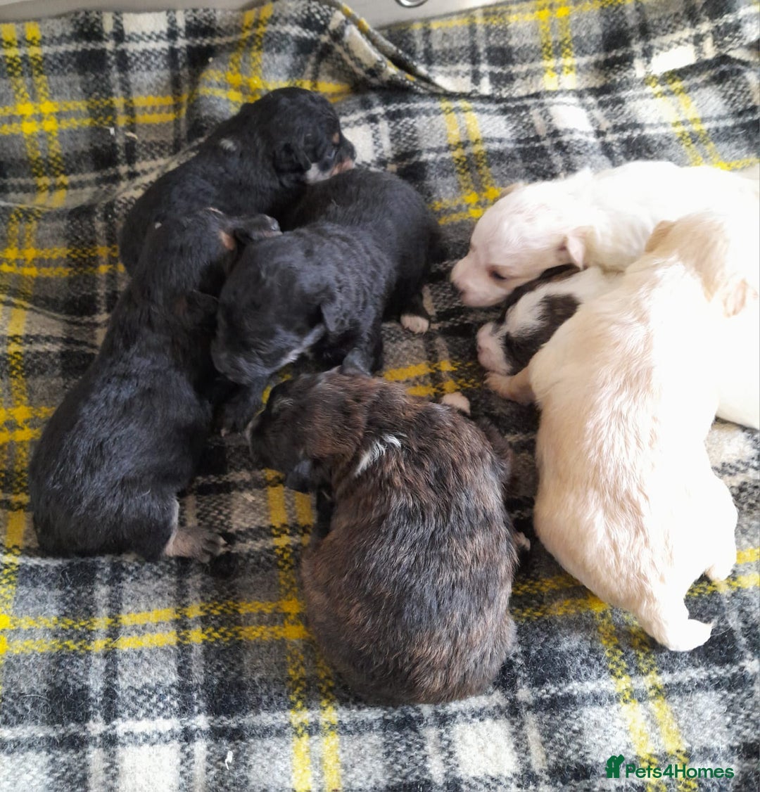 Jackapoo dogs for sale: Stunning Litter F1 JACKAPOO + Big Puppy Pack  - Image 3