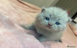 Brazilian Shorthair cats for sale: Pedigree British Shorthair Kittens Golden & Lilac - Image 4