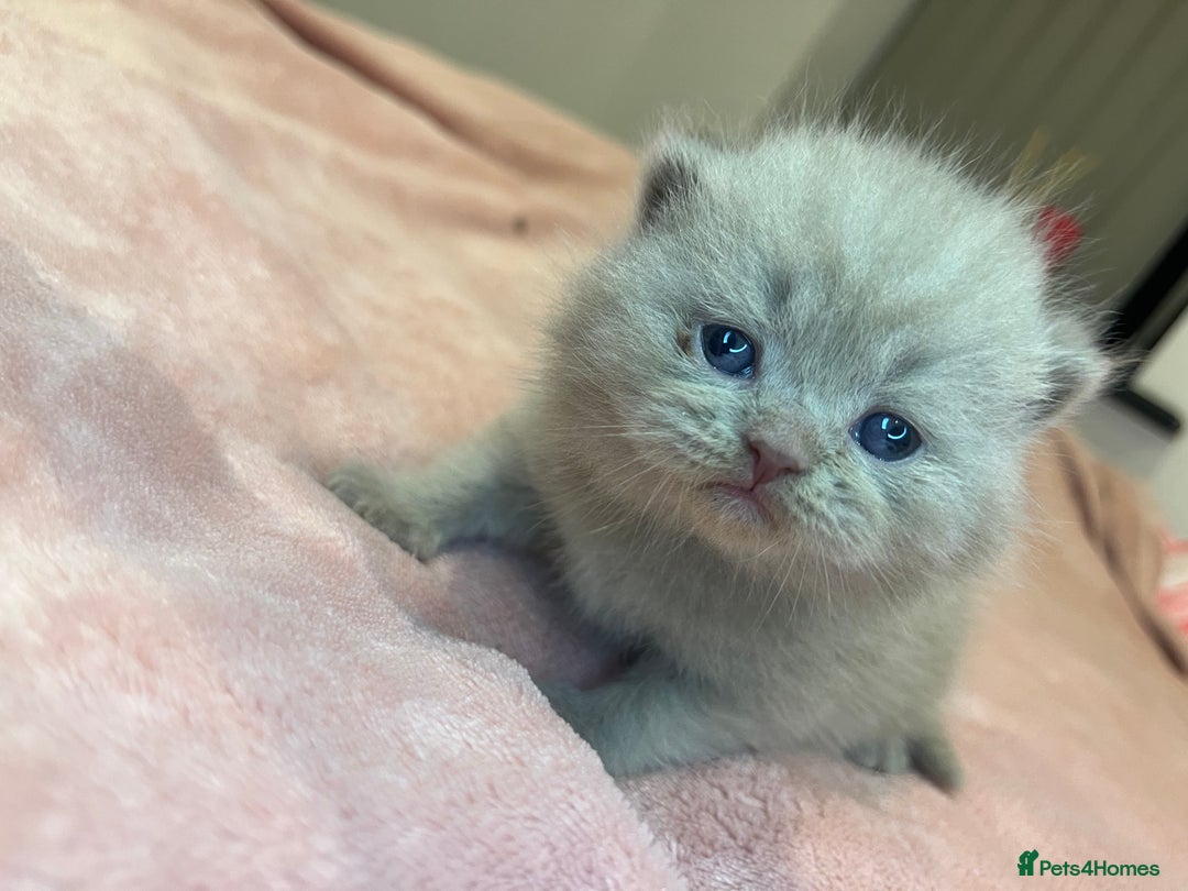 Brazilian Shorthair cats for sale: Pedigree British Shorthair Kittens Golden & Lilac - Image 4