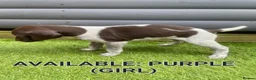 German Shorthaired Pointer dogs for sale: German shorthaired pointer puppies 5 weeks old in Swindon - Advert 19