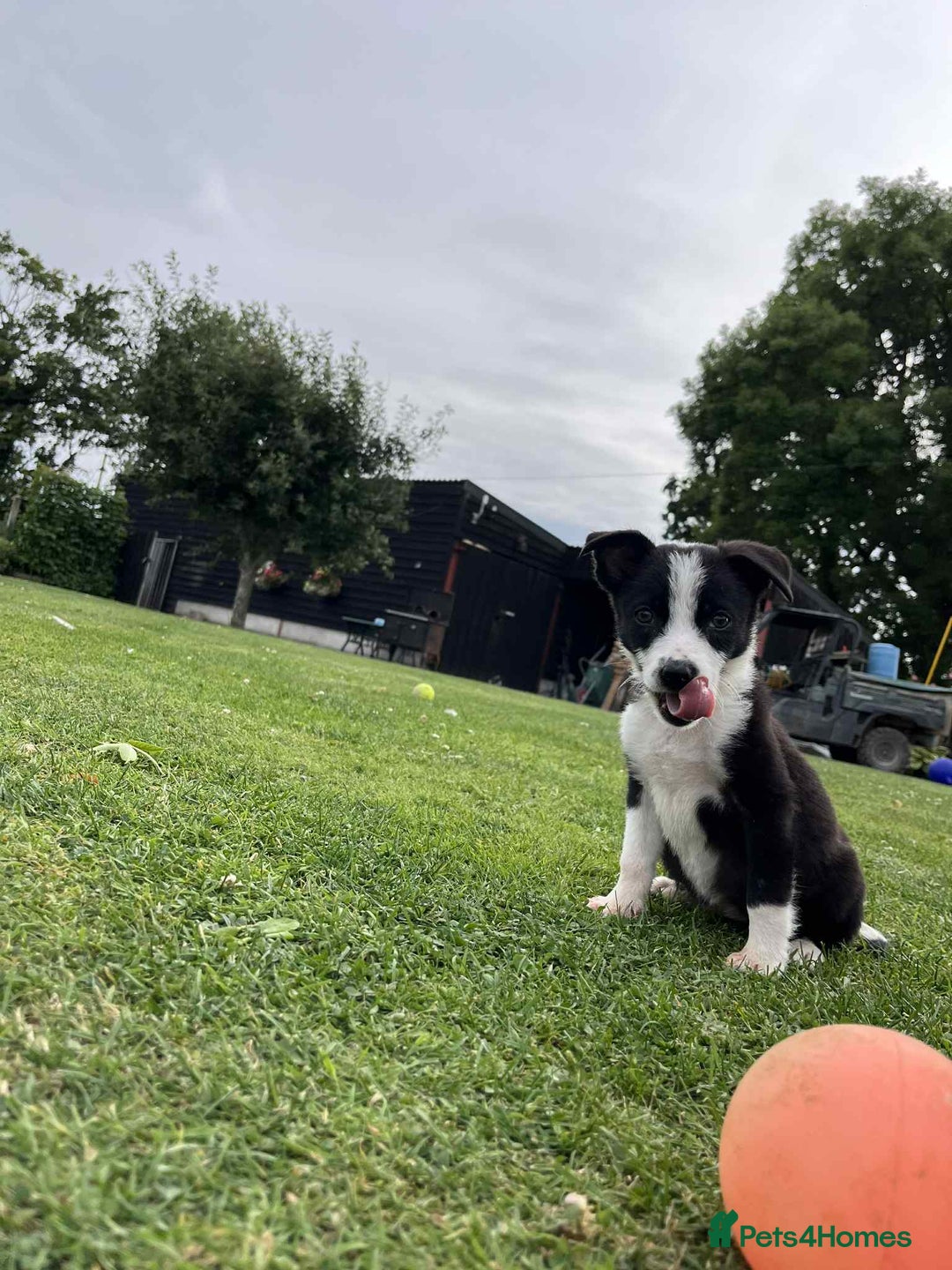 Border Collie dogs for sale: Border Collies  - Image 4