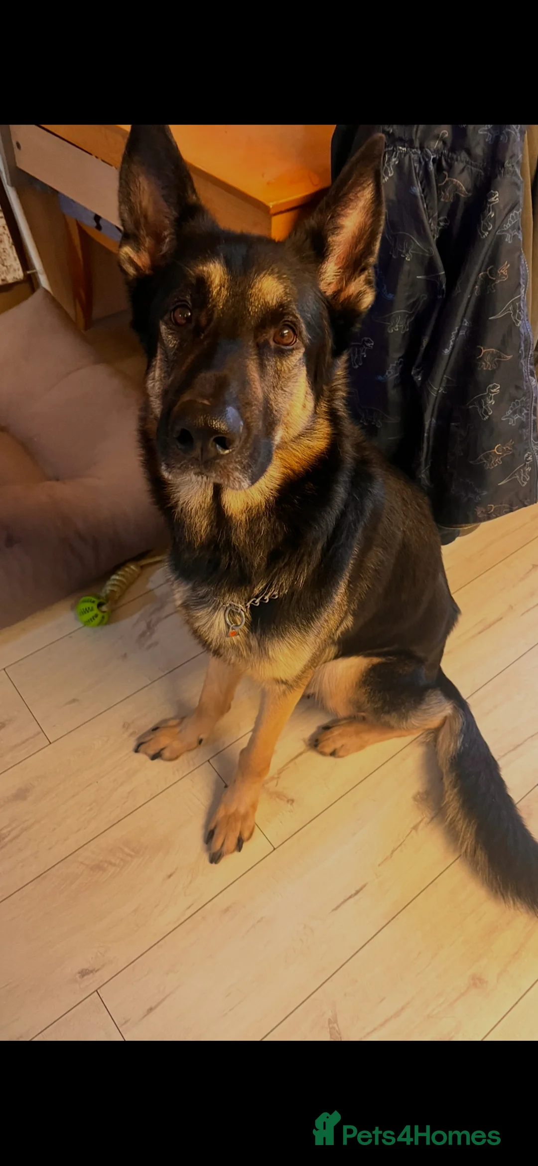 German Shepherd dogs for sale: 1 Male & 1 Female FREE! to a loving home in Bridgwater - Advert 2