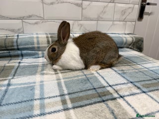 Dutch rabbits Baby Dutch Rabbit For Sale - Advert 18