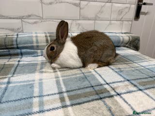 Dutch rabbits Baby Dutch Rabbit For Sale - Advert 10