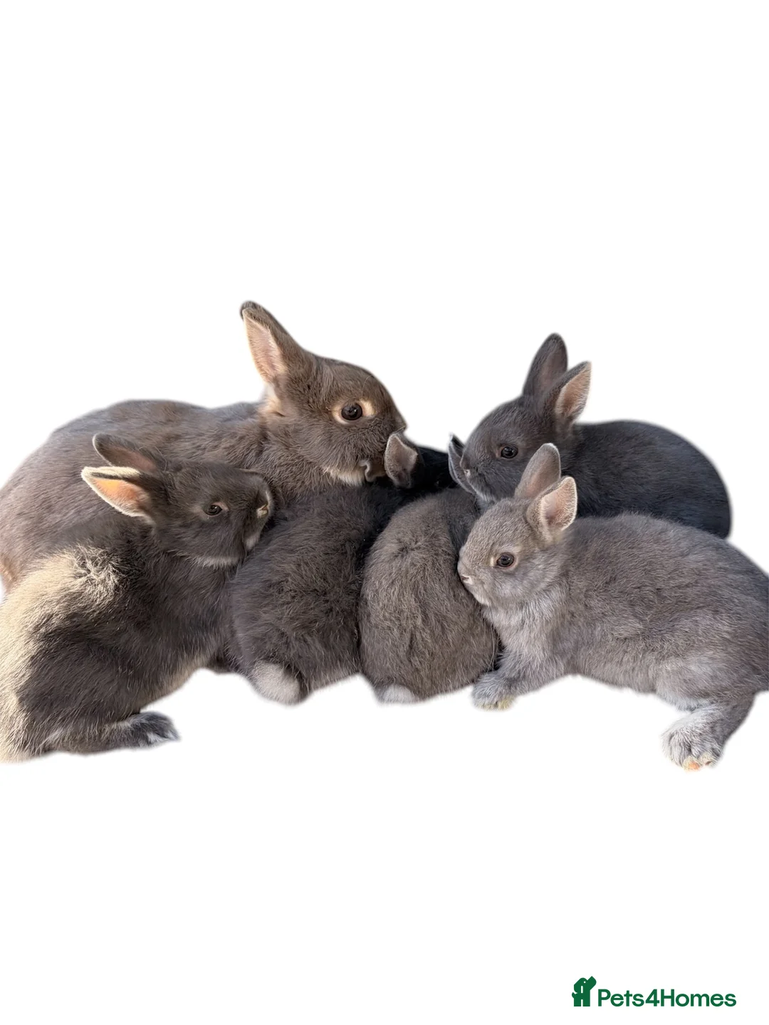 Netherland Dwarf rabbits for sale: STUNNING TAME PUREBRED NETHERLAND DWARF BABIES in Orpington - Advert 7