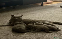 British Shorthair cats for sale: British blue shorthair kittens for sale - Image 6