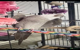 Cockatiels birds for sale: Bonded pair of Cockatiels in need of a new home. - Advert 8