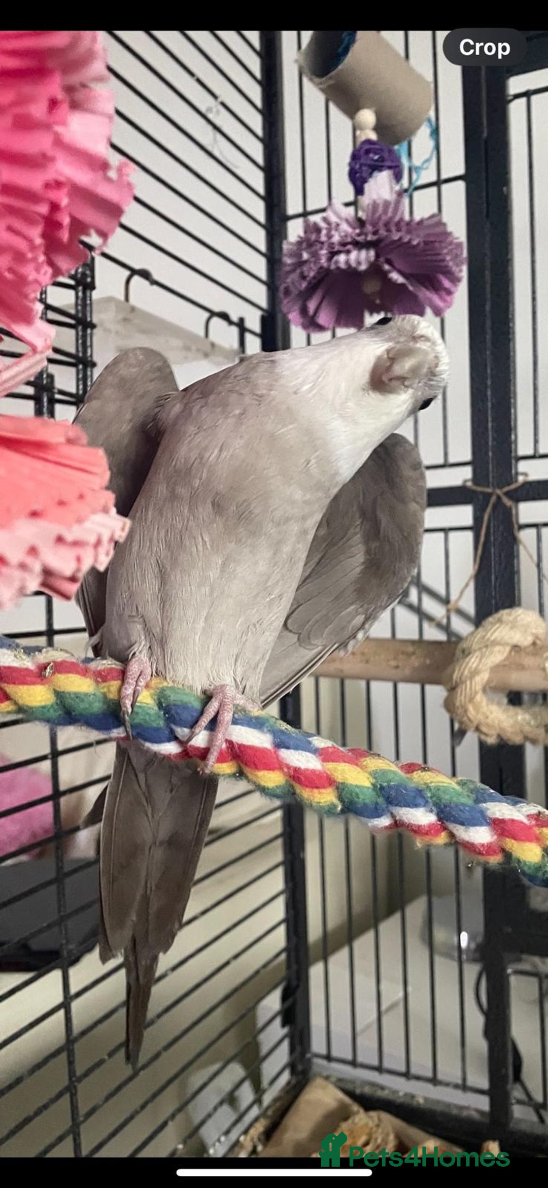 Cockatiels birds for sale: Bonded pair of Cockatiels in need of a new home. - Advert 8