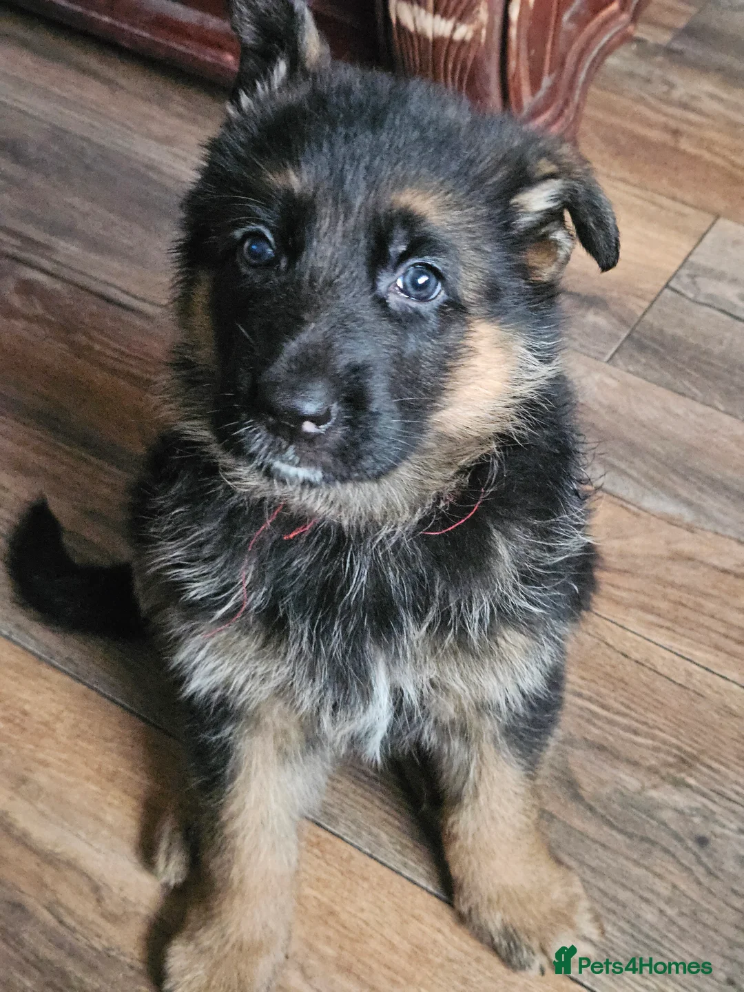 German Shepherd dogs for sale: German shepherd puppies - Advert 34