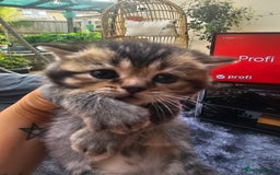 British Shorthair cats for sale: Lovely British Shorthair fold kittens 😸  - Image 10
