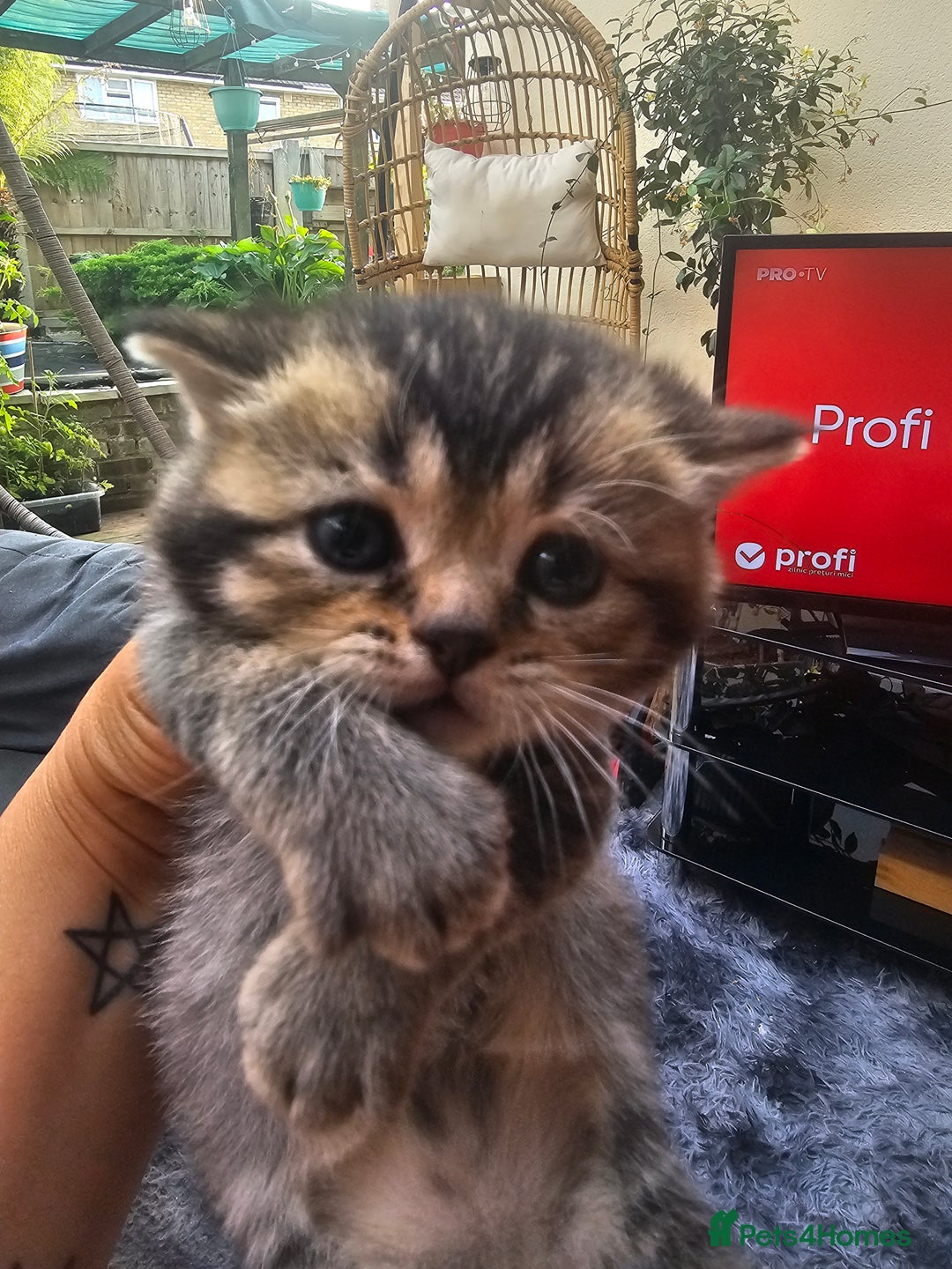 British Shorthair cats for sale: Lovely British Shorthair fold kittens 😸  - Image 10