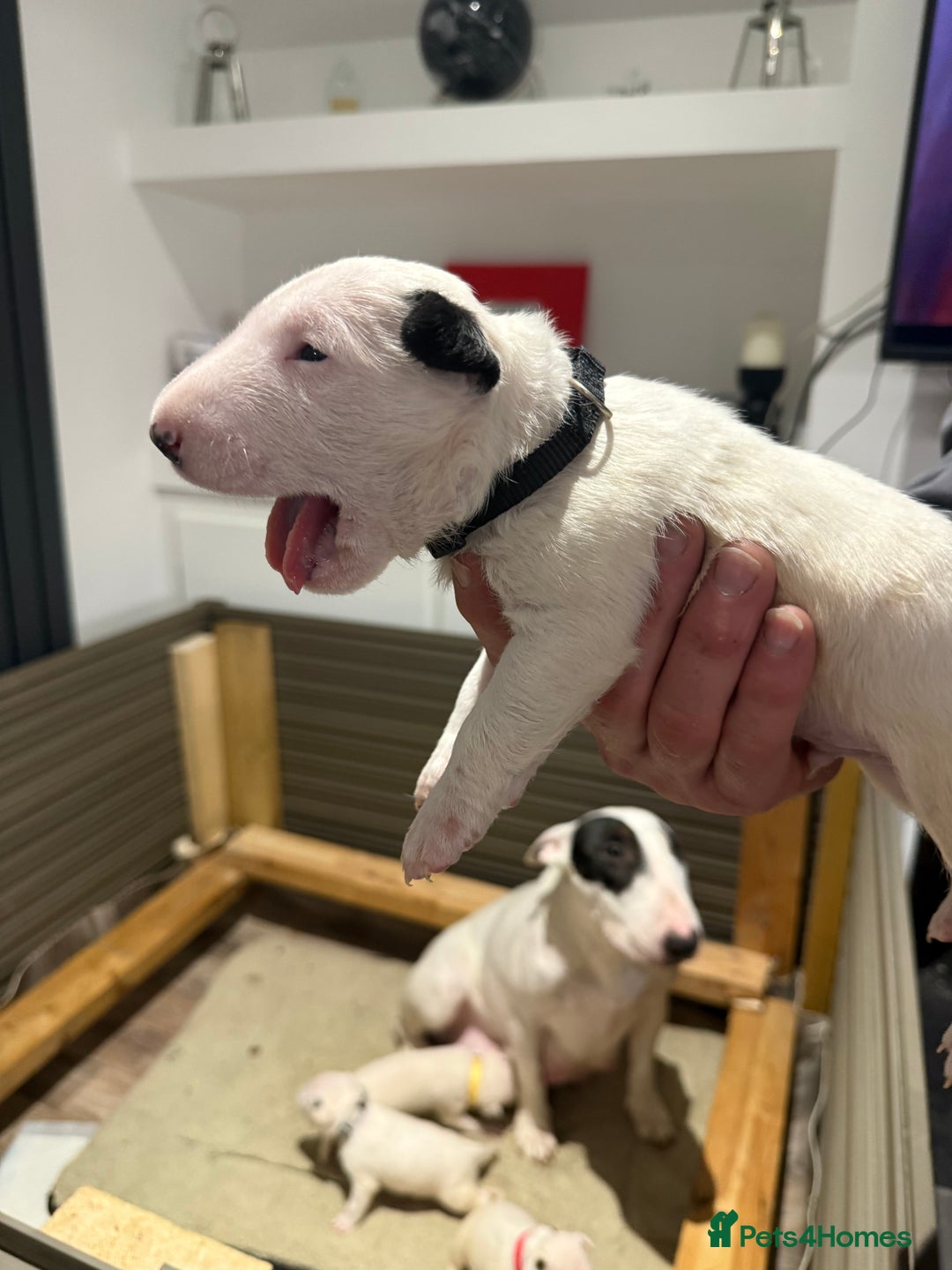 English Bull Terrier dogs for sale: English bull terrier puppy’s 4 weeks old  - Advert 13