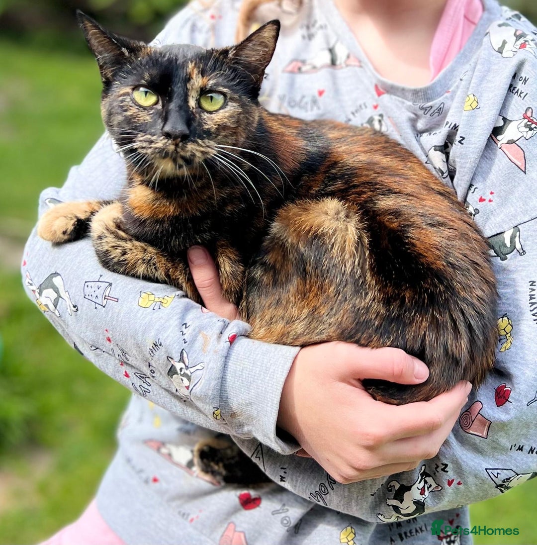 Mixed Breed cats for sale: kittens looking for new home - Image 2