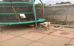 Cane Corso dogs for sale: Cane Corso Male For Sale - Image 6