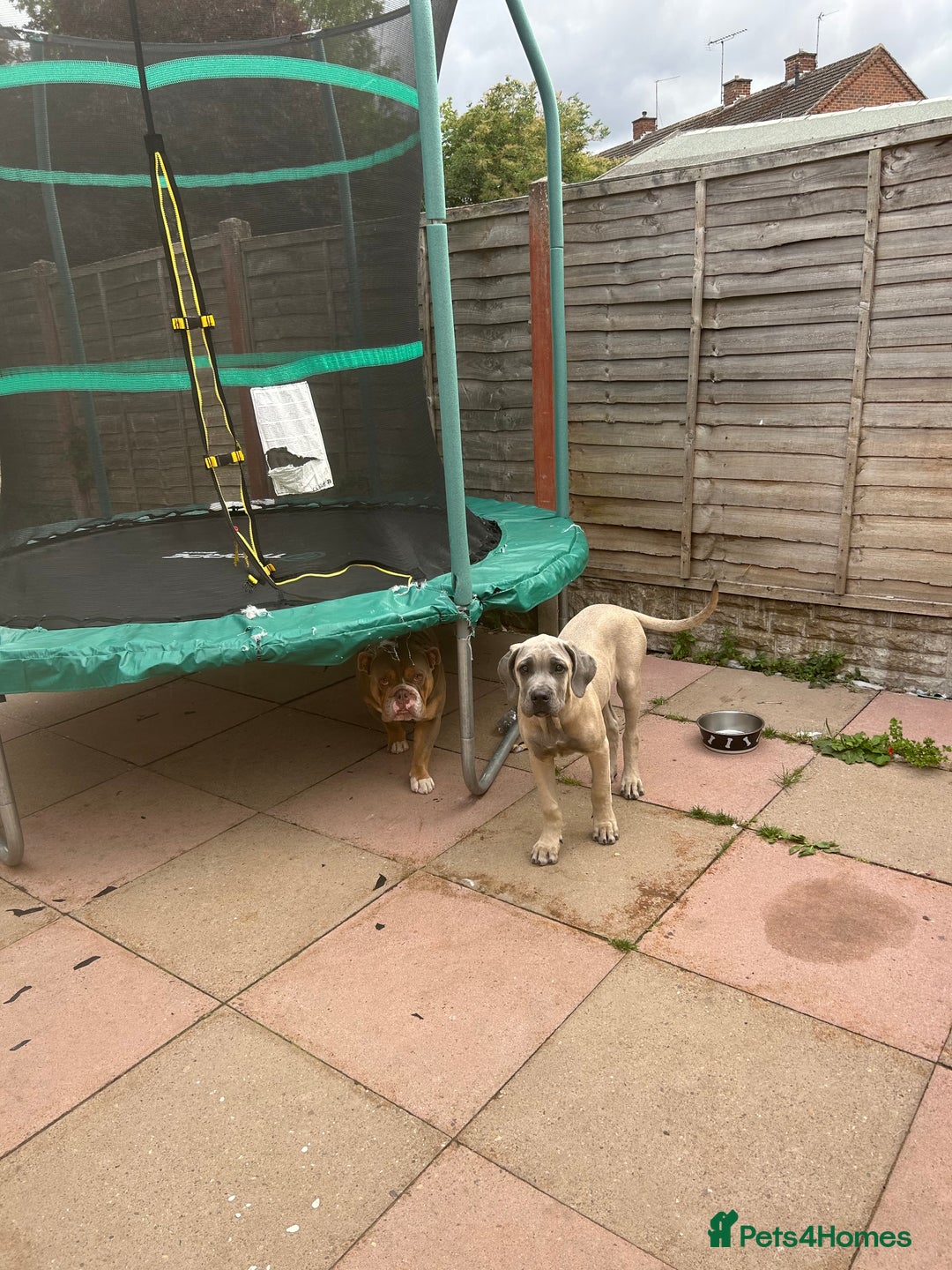Cane Corso dogs for sale: Cane Corso Male For Sale - Image 6