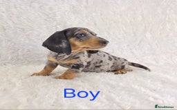 Miniature Dachshund dogs for sale: Beautiful Miniature Dachshund Puppies  - Image 18