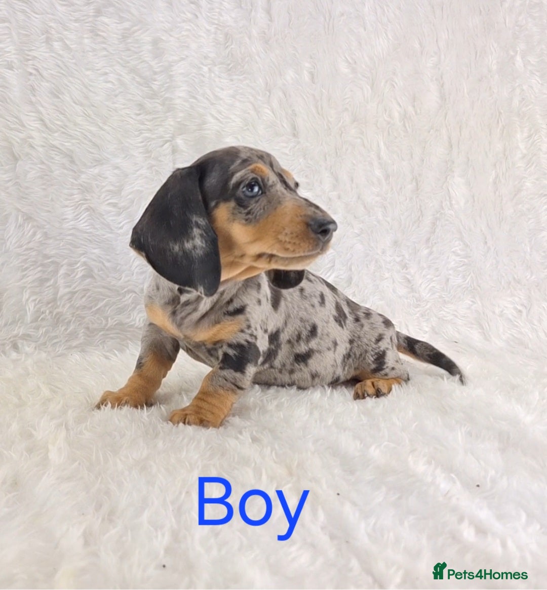 Miniature Dachshund dogs for sale: Beautiful Miniature Dachshund Puppies  - Image 18