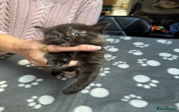 Mixed Breed cats for sale: Kittens available - females and males - Image 13