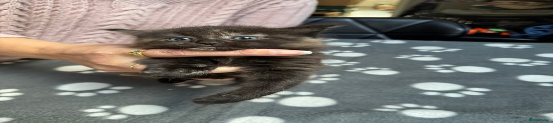 Mixed Breed Kitten 5