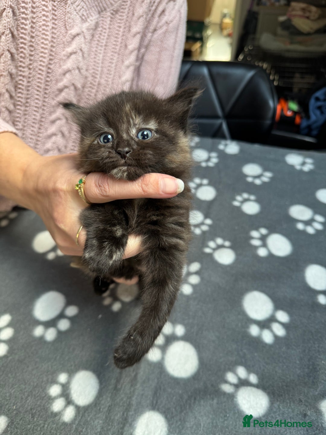 Mixed Breed cats for sale: Kittens available - females and males - Image 13