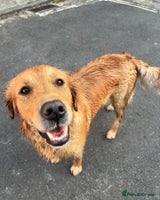 Golden Retriever dogs LITTLE BUNS - Advert 11