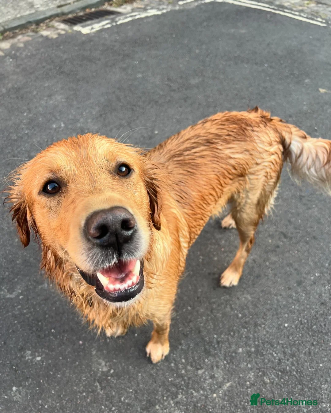 Golden Retriever dogs for sale: LITTLE BUNS - Advert 2
