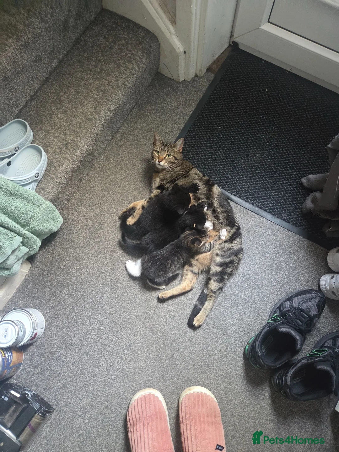 Mixed Breed cats for sale: Gorgeous Black Kitten £30 Ready Now  - Advert 2