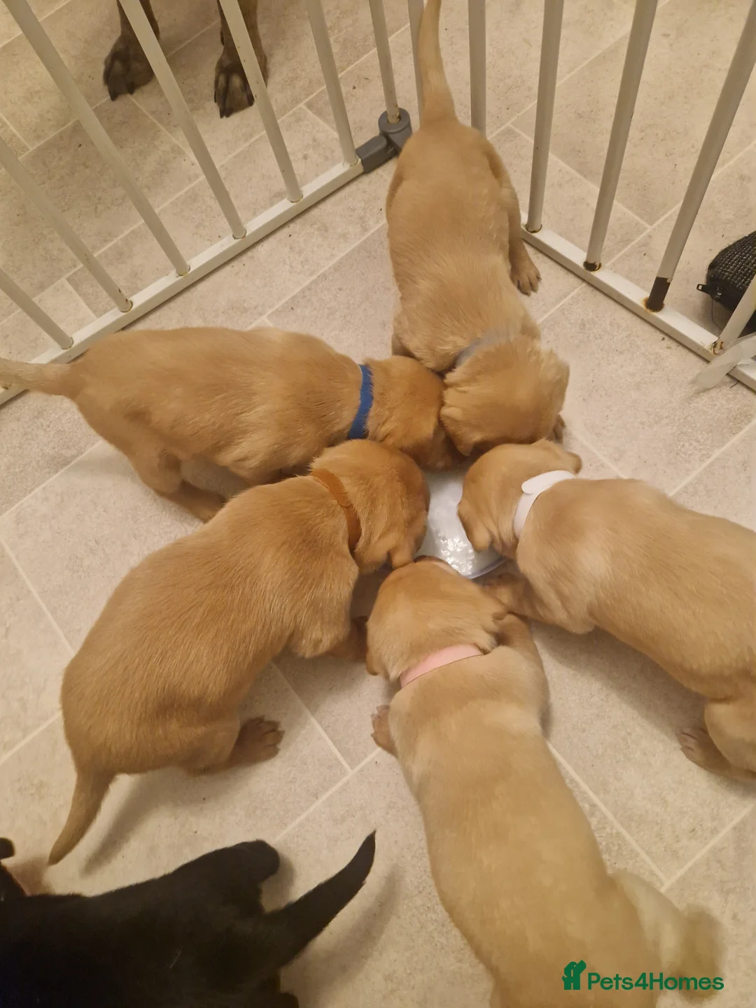 Labrador Retriever dogs for sale: Labrador puppies  - Advert 24