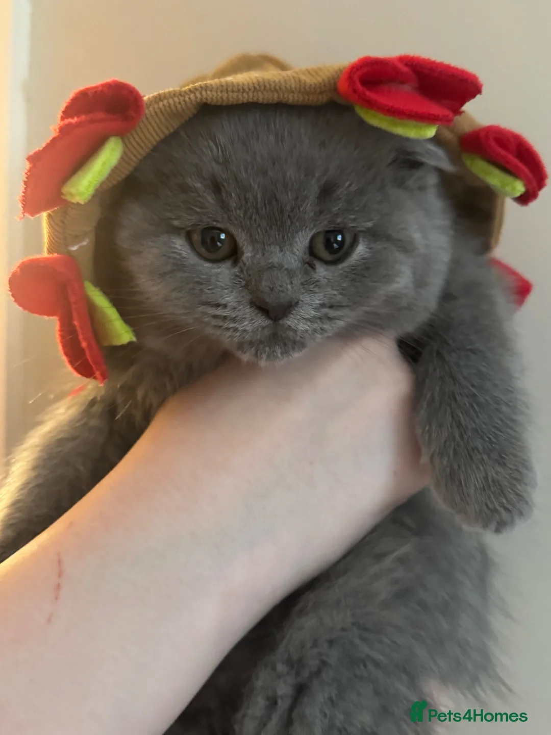 British Shorthair cats for sale: Beautiful British blues  - Advert 2
