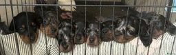 Miniature Dachshund dogs for stud: *STUD* champion lines Black & Tan mini dachshund  - Advert 11