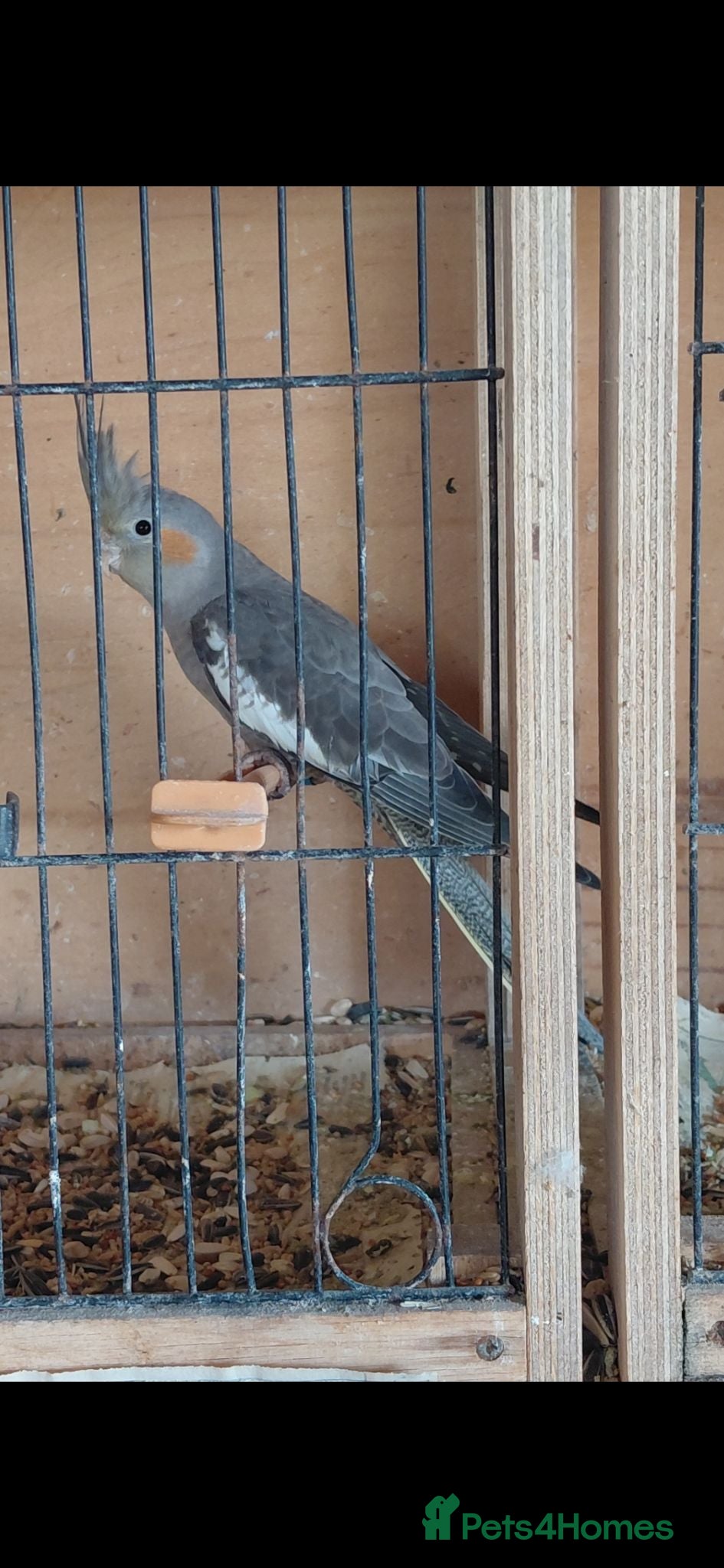 Cockatiels birds Young cockatiel for sale  - Advert 3