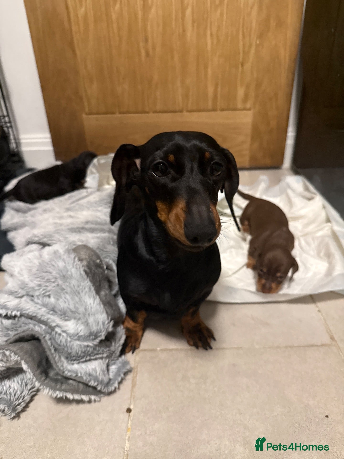 Dachshund dogs for sale: Dachshunds  - Advert 7