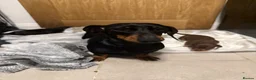 Dachshund dogs for sale: Dachshunds  - Advert 1