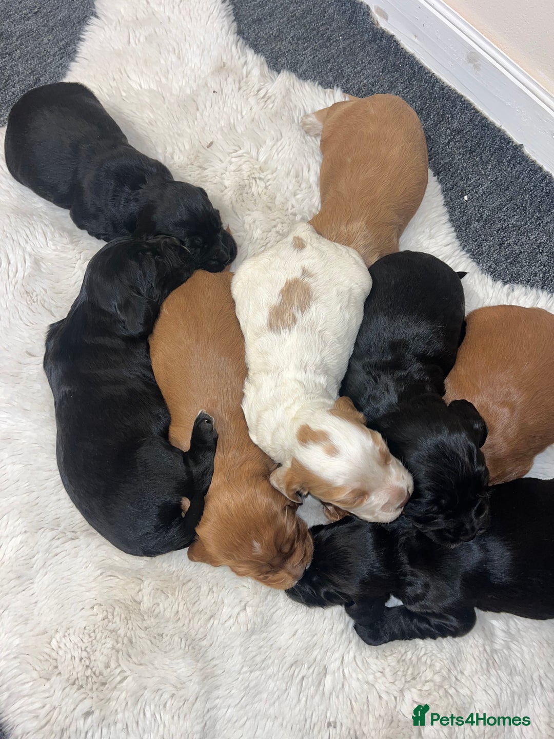 Cocker Spaniel dogs for sale: 8 beautiful cocker spaniel puppy’s  - Advert 4