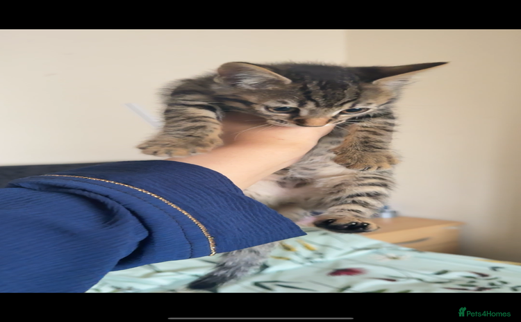 Bengal cats - Advert 4