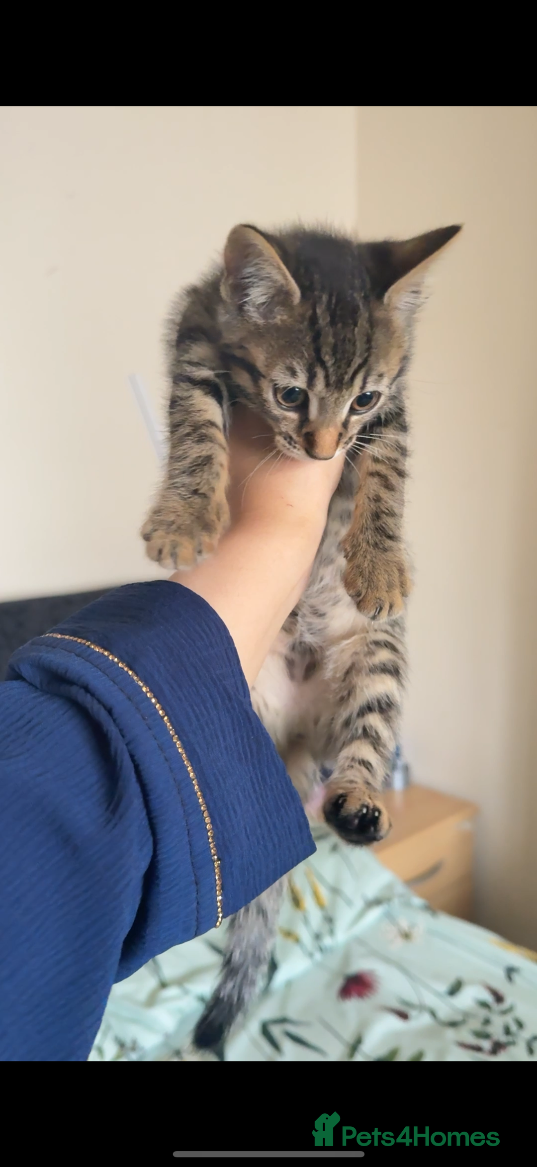 Bengal cats for sale: 2 stunning bengal kittens looking for their home - Image 1