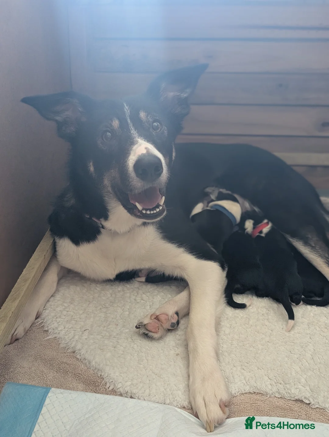 Border Collie dogs for sale: Border Collie puppies - Advert 7