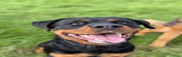 Rottweiler dogs for sale: Athena sweet girl Looking for Loving Home - Advert 10