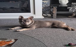 French Bulldog dogs for sale: French bulldog - Image 1