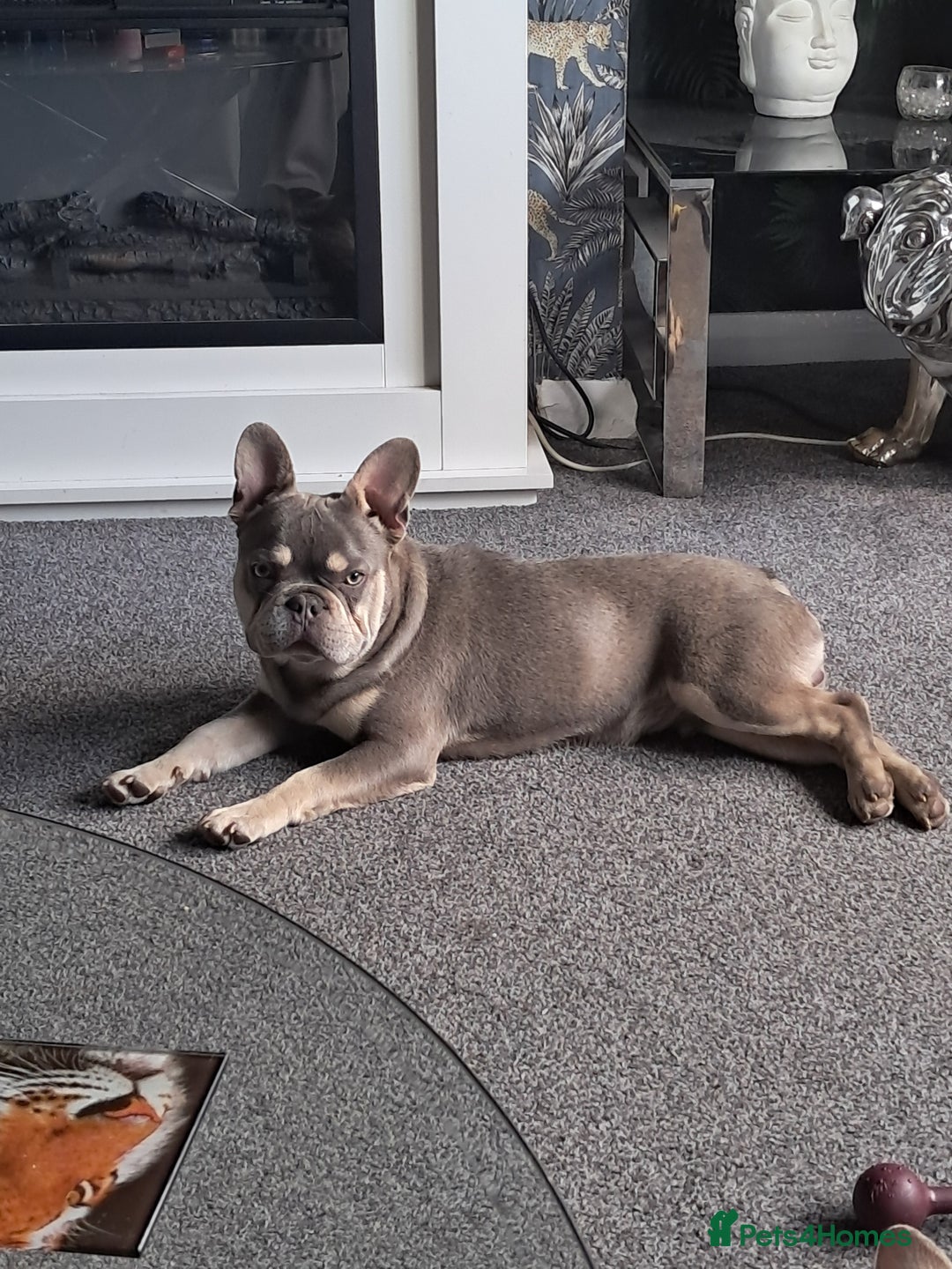French Bulldog dogs for sale: French bulldog - Image 1