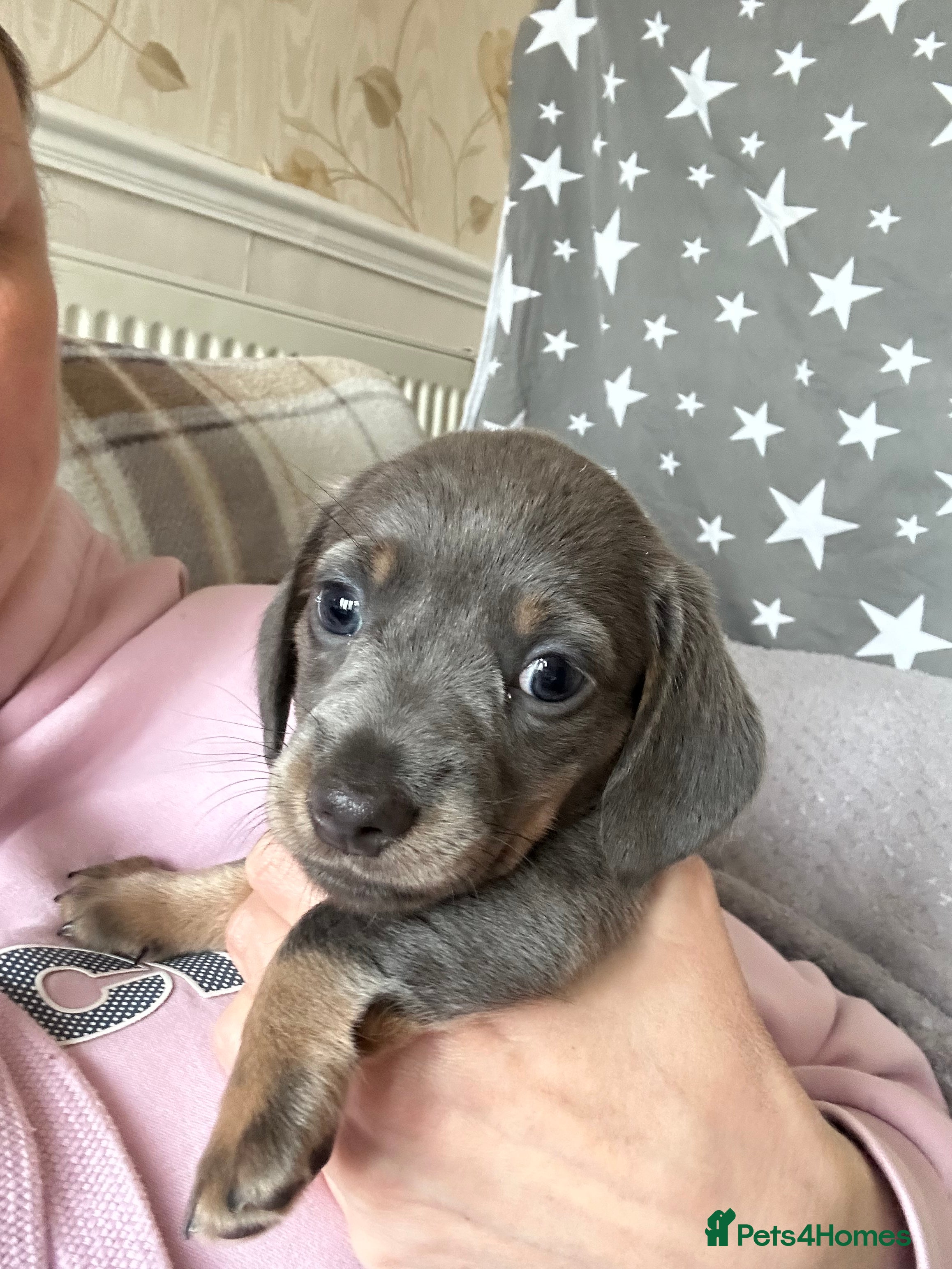 Dachshund dogs Beautiful litter of 3 KC Reg - Advert 7