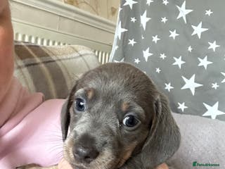 Dachshund dogs Beautiful litter of 3 KC Reg - Advert 16