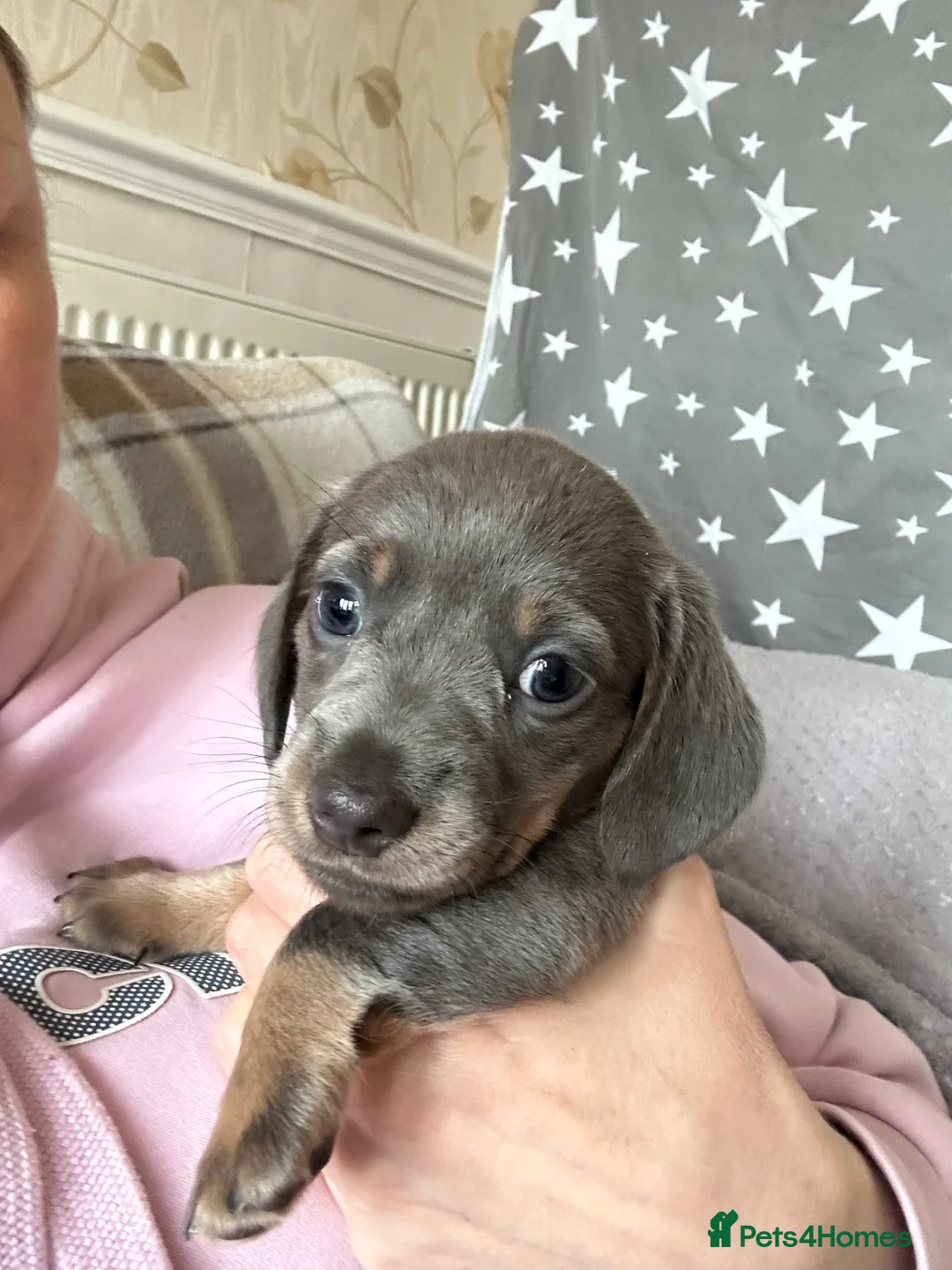 Dachshund dogs for sale: Beautiful litter of 3 KC Reg - Advert 2