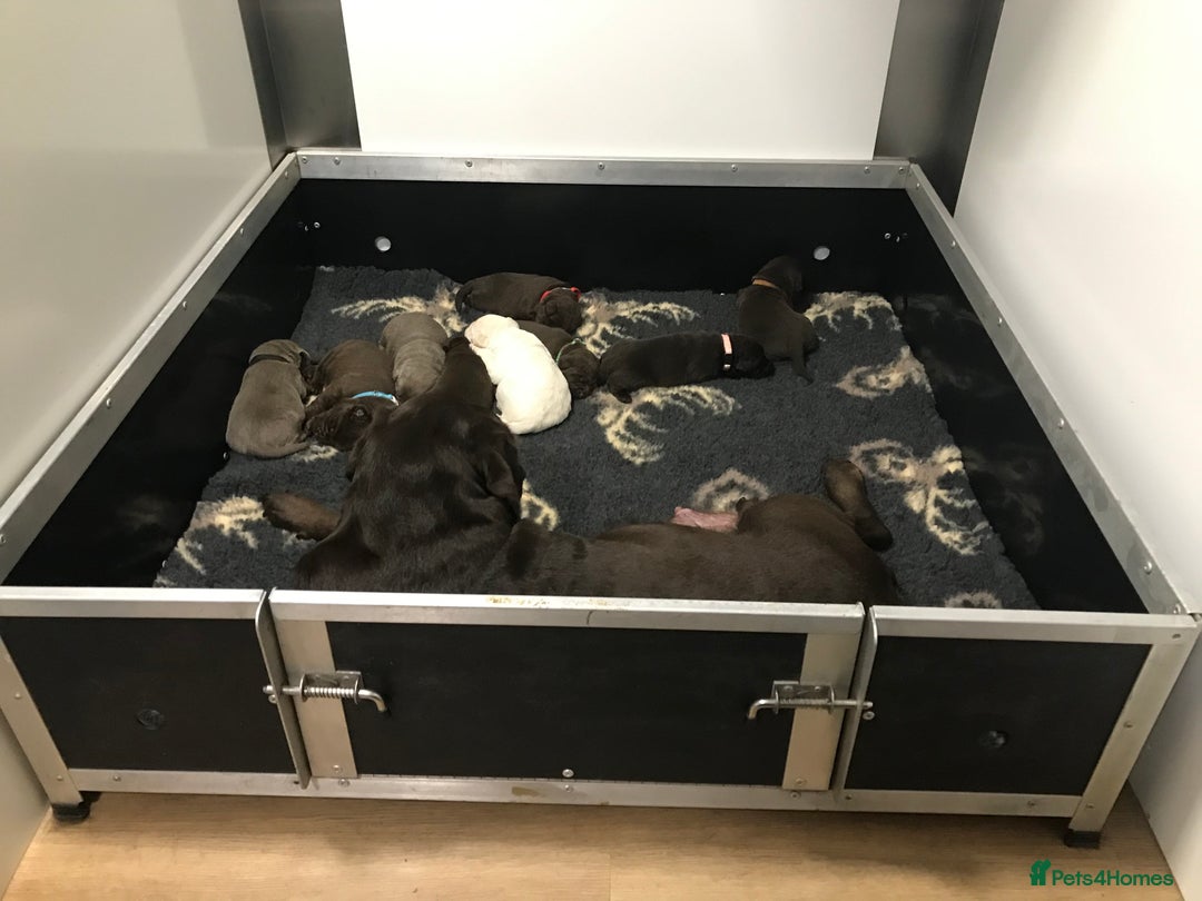 Labrador Retriever dogs for sale: Kennel club registered Labrador puppies  - Advert 1