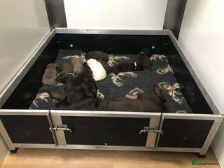 Labrador Retriever dogs Kennel club registered Labrador puppies - Advert 15