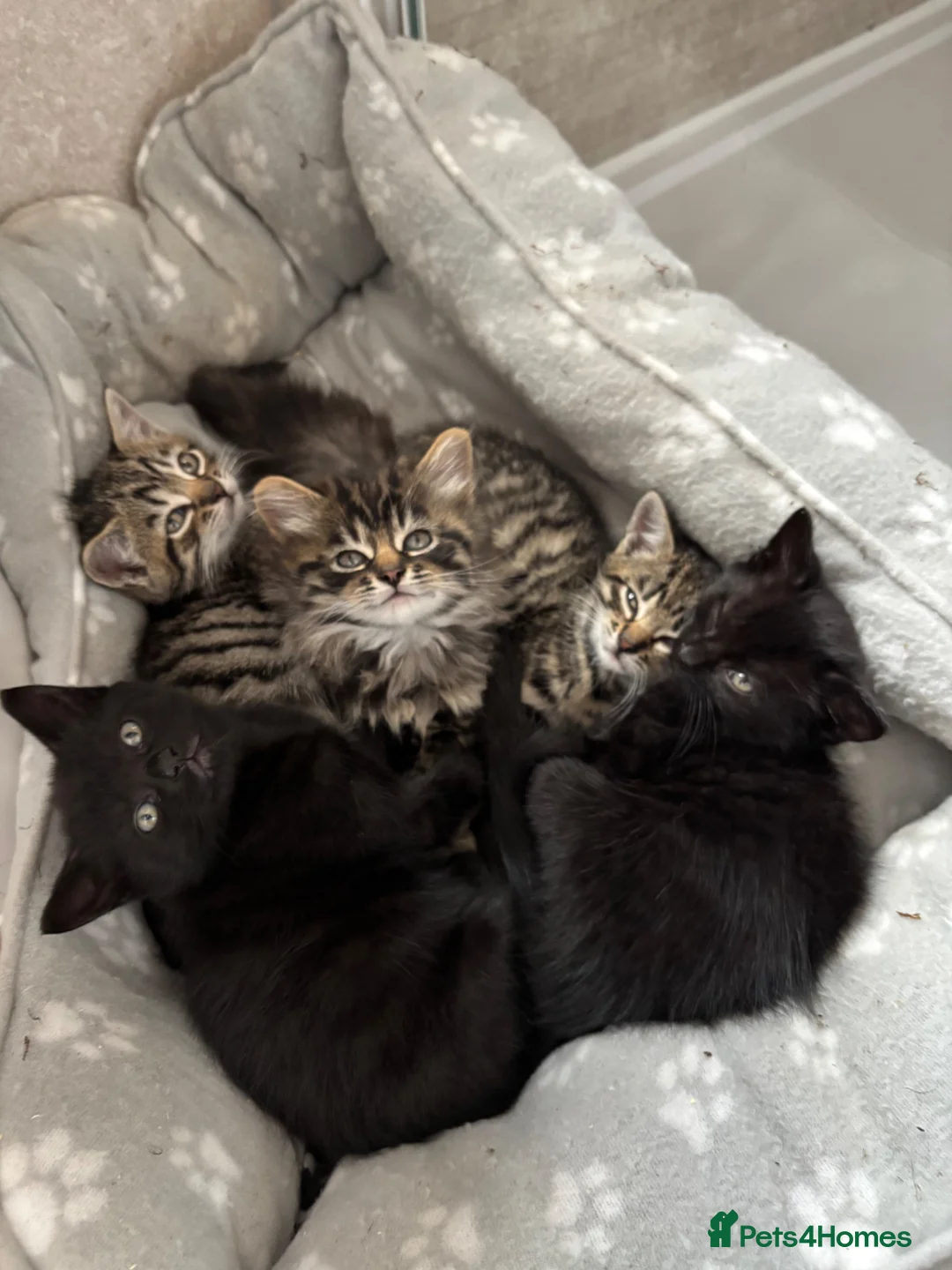 Mixed Breed cats for sale: 5 tabby and black rescue kittens - Advert 1
