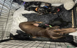 Miniature Dachshund dogs for sale: Miniature Dachshunds  - Image 5