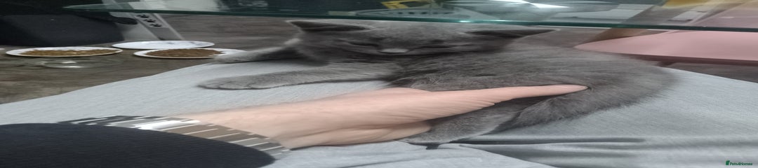 British Shorthair Kitten 1